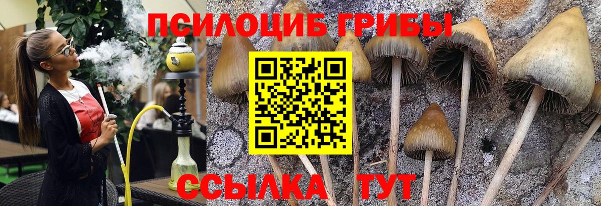 Псилоцибиновые грибы Cubensis Гай